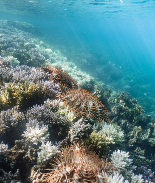 Crown Of Thorns Starfish And COTS Outbreaks Naturevolution   Crown Of Thorns Starfish Outbreak IRD P.Dumas 9 500x588 